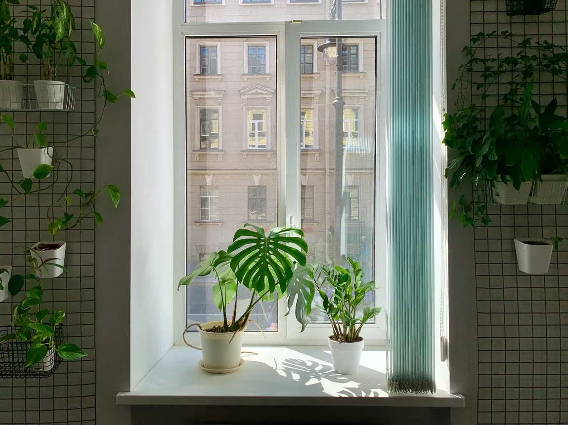 indoor plants on a sunny windowsill creating a calm and uplifting home environment
